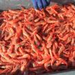 Maine shrimp.  File photo