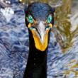 Crazy Eyes - Michael Giglia photo