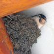Barn swallows build their nest of mud and grass and often anchor it against a beam within a barn or other building to which they have access. This is a young bird getting ready to leave the nest. Photo by Courtney Celley/USFWS, courtesy of Wikimedia Commons