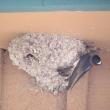 The cliff swallow's gourd-shaped nest, built of mud pellets, was once a common sight under the eaves of homes and barns in midcoast Maine. This photo was taken of a nesting colony in a garage in Yellowstone National Park. Courtesy of Jeff and Allison Wells