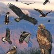 You will see from this page of photos of different ages of golden eagles from the Crossley ID Guide to Eastern Birds that golden eagles can look a lot like immature bald eagles, which are much more common here in Maine. Check out this field guide or another to learn how to best tell them apart. (Image by Richard Crossley courtesy of Wikimedia Commons.)