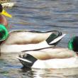 The striking green head of the male mallard would seem to make them a favorite of the St. Patrick's Day reveler. Courtesy of Jeff Wells