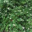 Multiflora rose (Rosa multiflora). Courtesy of Louisa Crane