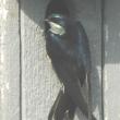 The green of the adult tree swallow has more bluish tones. Courtesy of Jeff Wells