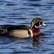Wood ducks have begun returning for the breeding season, showing off their bounty of beautiful colors, including the green on their heads. Courtesy of Dave Small