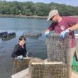 Research Scientist Robin Sleith helps out during a tour with Maine Oyster Company, a leading aquaculture business in the state that also opened their dock to the Maine-eDNA team for sampling. Credit: Sydney Greenlee