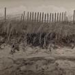 Bill Shumaker's "Hurricane Fence."