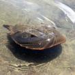 The data on horseshoe crabs collected by volunteers contribute to our understanding of these fascinating prehistoric animals and are an indicator of the health of the estuary. Courtesy of Kris Christine 