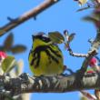 Migrant birds were still flitting through Maine's parks and neighborhoods this Memorial Day weekend. Birds like this magnolia warbler that was finding sustenance in the authors' crab apple tree. Courtesy of Jeff Wells