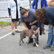 Bleu the dog hypes up attendees before the event. ISABELLE CURTIS/Boothbay Register