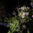 Lilacs glowing in the night provided the perfect backdrop for the authors as they sat on their porch listening as hundreds, maybe thousands of birds migrated overhead from their southern wintering grounds to their breeding areas in the North. Courtesy of Jeff Wells