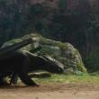 "How To Train Your Dragon" opening Wednesday, June 18 at the Harbor Theater.  Courtesy of the venue