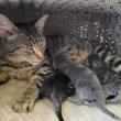 Mamma Mia and babies. Jess Townsend, Midcoast Humane