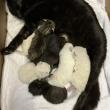 Pepper nursing 2-week-old kittens. Courtesy of Jess Townsend