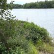 A small patch of purple loosestrife on Knickerbocker Lake in Boothbay. FRITZ FREUDENBERGER/Boothbay Register