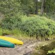 BRWD's Rebecca Jacobs said these two patches of purple loosestrife could take over the shoreline, choking out native plants, if left uncontrolled. FRITZ FREUDENBERGER/Boothbay Register