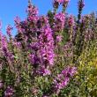 A close-up of purple loosestrife. FRITZ FREUDENBERGER/Boothbay Register