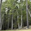 Workers from High 5 Adventure Learning Center install course elements. FRITZ FREUDENBERGER/Boothbay Register