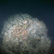 One of ST Seiner's boilers. Courtesy of Andrew Donn