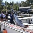 Staff and volunteers handle a 710-pound tuna Sept. 3 during the fourth annual Boothbay Harbor Tuna Challenge. File photo.