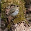 The spring peeper-like song of Swainson's thrush migrating overhead at night are a signature sound of fall in Maine. Photo by Cephas, courtesy of wikimedia commons The spring peeper-like song of Swainson's thrush migrating overhead at night are a signature sound of fall in Maine. Photo by Cephas, courtesy of wikimedia commons