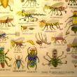 Close up of John Otterbein's "John's Insect Collection," ARTinME second place winner.