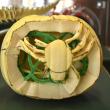 This creepy, crawly spider won Spookiest design. ISABELLE CURTIS/Boothbay Register