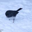 Juncos were seen in good numbers in our section of the Augusta Christmas Bird Count. Courtesy of David Small