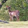A morning encounter. STEVE EDWARDS/Boothbay Register