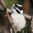 Downy Woodpeckers are one of the species we can almost always count on finding at bird feeders during a Christmas Bird Count in Maine. Courtesy of David Small