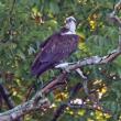 Breakfast? This osprey was spotted holding a fish in a tree near the newspaper office on Friday morning, Sept. 19 around 7. STEVE EDWARDS/Boothbay Register