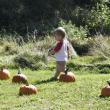 Picking a pumpkin at Family Harvest Day. ISABELLE CURTIS/Boothbay Register