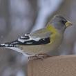 A female-plumaged evening grosbeak showed up in the authors' neighborhood recently, part of a wave of evening grosbeak sightings across the state. Wikimedia Commons courtesy of Mykola Swarnyck