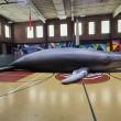 “Chunk,” a life-size, inflatable humpback whale. Photo by Jessica Woodend