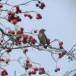 The yellow-rumped warbler is the most expected wintering warbler species in Maine. The species can subsist on natural fruits and berries during Maine's winters. Courtesy of Jeff Wells