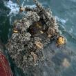 Barnacles and other growth can accumulate on derelict gear. Courtesy Emma Weed, Gulf of Maine Lobster Founation