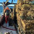 Collecting derelict lobster traps in the Boothbay Region. Courtesy Devyn Campbell