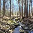A stream running through the new conservation easement at Herbie Hill. Morganne Price photo