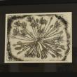 Gene Frey - "Allium Christophii" - Drypoint