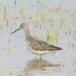 Both greater yellowlegs, like the one in this photo, and its close relative the lesser yellowlegs, can be found in the Seal River Watershed of northern Manitoba - and also here in Maine. Photo courtesy of Jeff Wells.
