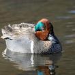 This handsome duck with a rufous and green head does not carry the name "duck" and instead is known as the green-winged teal. Photo by Rhododendrites courtesy of Wikimedia Commons