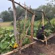 The school's community garden is open for anyone to harvest and enjoy. Courtesy of Shawn Gallagher. 