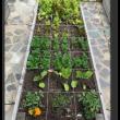 Square Foot Gardening