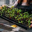 A tray of starter plants. Courtesy photo