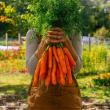Yes, Veggies to Table grows carrots! Courtesy photo