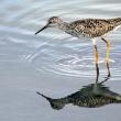 A lesser yellowlegs made a 48-hour nonstop flight from Panama to Louisiana over the weekend. The authors eagerly awaited satellite-tracked updates as Cholao 2 made its way across the ocean.  Courtesy of USFWS public domain