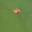 A large Lion's Mane jellyfish was spotted in Boothbay Harbor May 26. Courtesy of Cricket Klein