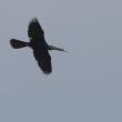 The long neck and long tail of a soaring anhinga make a very distinctive profile for this waterbird that is famously accomplished at soaring. Photo by gary_leavens, courtesy of WIkimedia Commons.