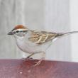 The trills of chipping sparrows can be heard in neighborhoods across Maine and the U.S., but recognizing their songs from other trillers can be tricky. Photo courtesy of Jeff Wells