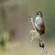 Several species of sparrow, such as this Swamp sparrow, can be spotted at Salt Bay Farm in Damariscotta. Photo courtesy of Walt Barrows 